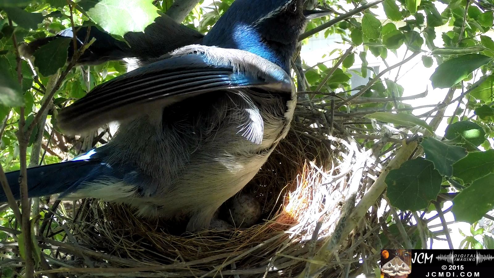 Scrub Jay female standing calling leaves nest